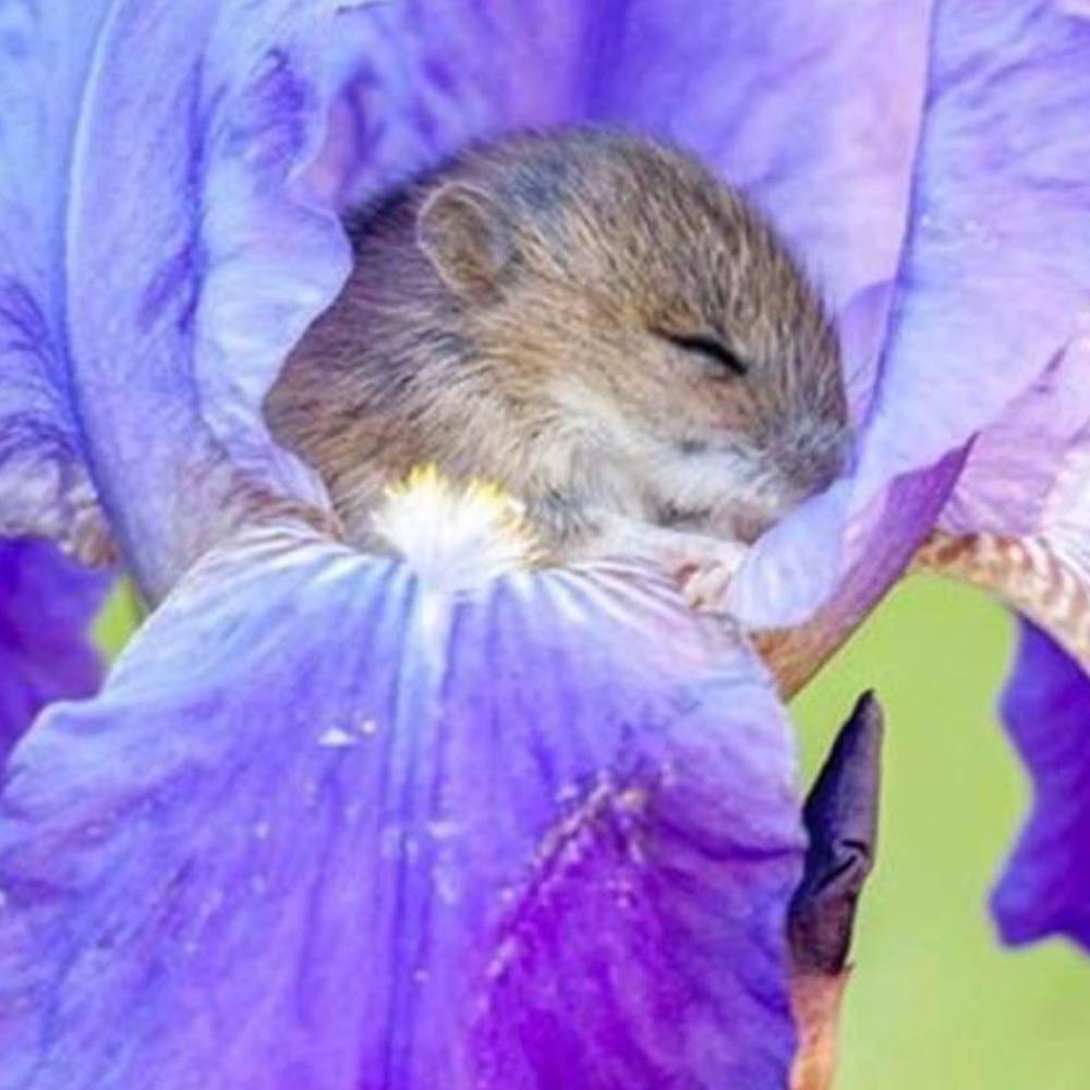 Meet your Posher, Maureen